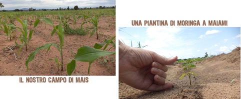 progetto arbre de vie mais