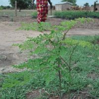 Progetto-Arbre-De-Vie