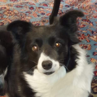 Pia (Mascotte Junior)
